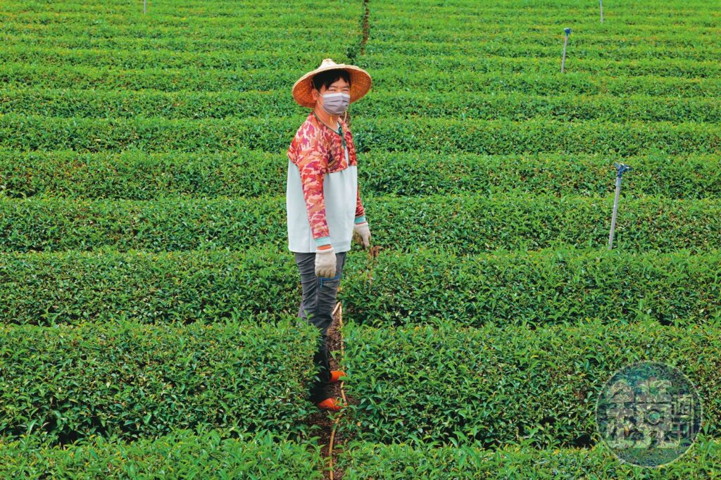 百億茶產業浩劫1／電機男捨百萬年薪返鄉種茶　見垃圾焚化爐恐釀手搖飲浩劫心碎