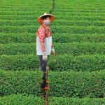百億茶產業浩劫1／電機男捨百萬年薪返鄉種茶　見垃圾焚化爐恐釀手搖飲浩劫心碎
