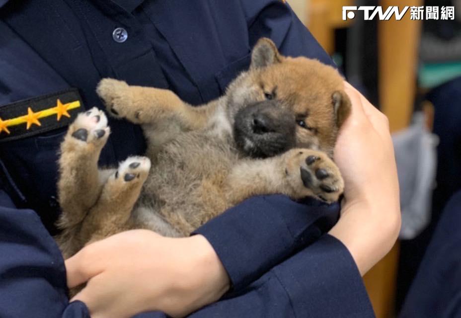 警犬「Q寶」愛撒嬌　一值勤秒變臉緊盯犯人