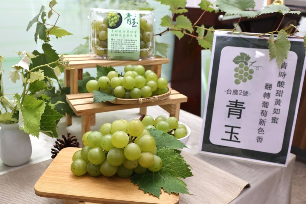 哈味葡萄來了！農試所歷時20年育出新品種「青玉」　風味超車進口麝香葡萄