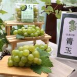 哈味葡萄來了!農試所歷時20年育出新品種「青玉」 風味超車進口麝香葡萄