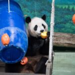 大熊貓圓寶6歲了!保育員打造太空派對 預告7/2重新開園活動