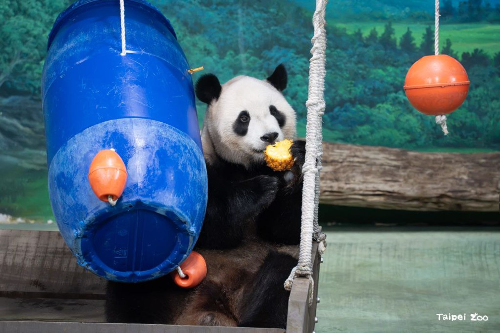 大熊貓圓寶6歲了！保育員打造太空派對　預告7／2重新開園活動