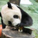 「貓熊熱」轉向台灣！日客揪團朝聖　讚這點勝中國