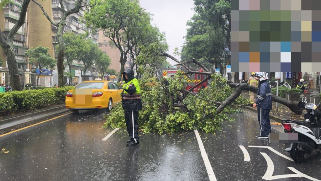 米克拉颱風雨彈狂襲！信義區驚見「路樹橫躺大馬路」　驚悚倒塌瞬間曝光
