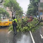 米克拉颱風雨彈狂襲!信義區驚見「路樹橫躺大馬路」 驚悚倒塌瞬間曝光