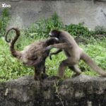 猴子打鬧出大事！北市動物園棕蜘蛛猴跳水闖兒童區　獸醫吹箭麻醉