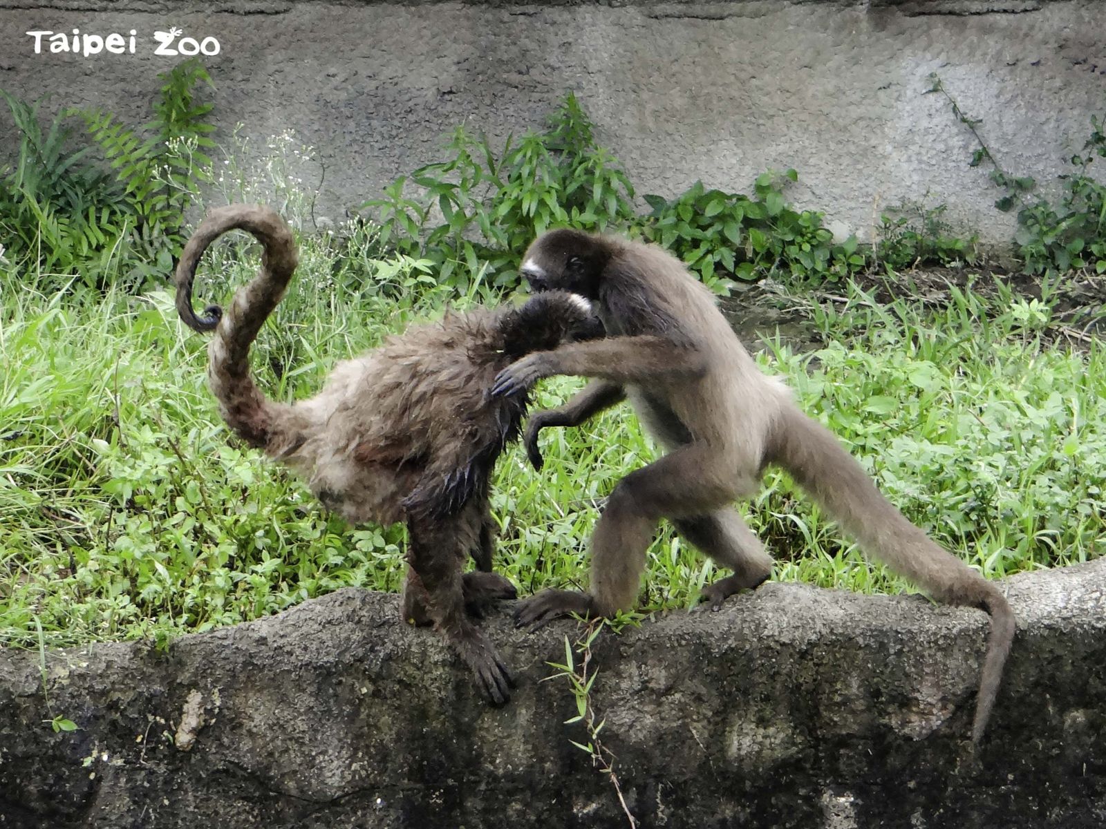 猴子打鬧出大事!北市動物園棕蜘蛛猴跳水闖兒童區 獸醫吹箭麻醉