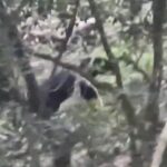 南橫偶遇神獸過馬路！駕駛下車大喊「回去」引導黑熊回山林