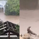 紐約淹大水！動物園海獅趁亂逃脫　園區閒晃一圈後「乖乖回家」