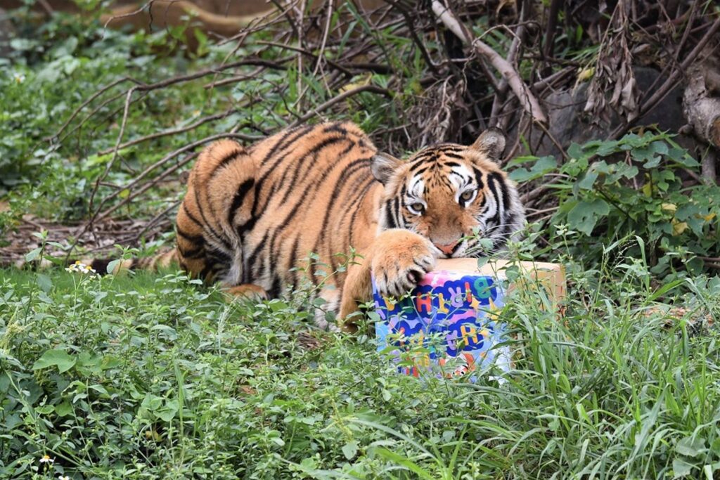 新竹暴雨動物園積水！孟加拉虎「涉泥水」散步　園方：屬正常自然行為