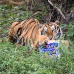新竹暴雨動物園積水!孟加拉虎「涉泥水」散步 園方:屬正常自然行為