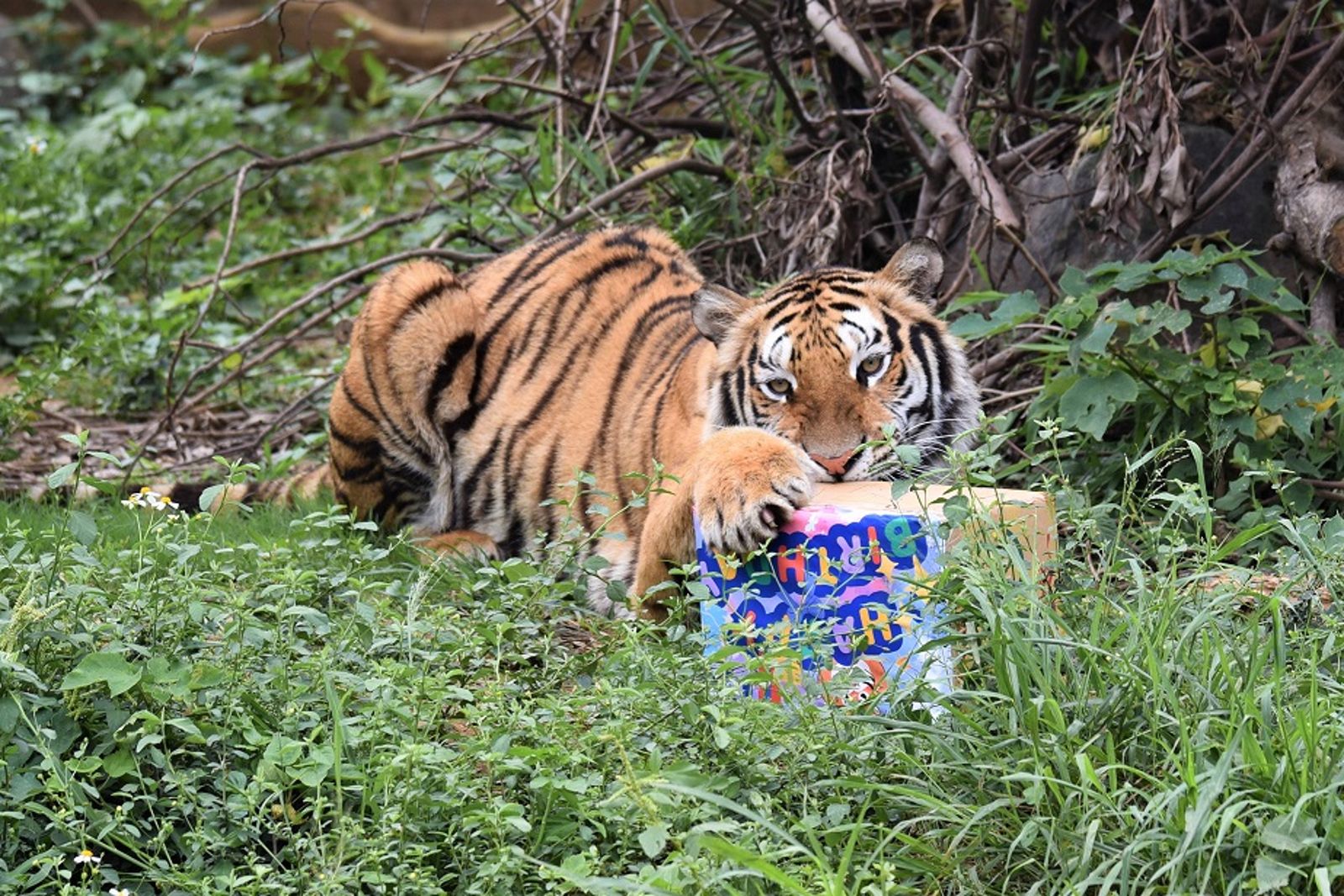 新竹暴雨動物園積水！孟加拉虎「涉泥水」散步　園方：屬正常自然行為
