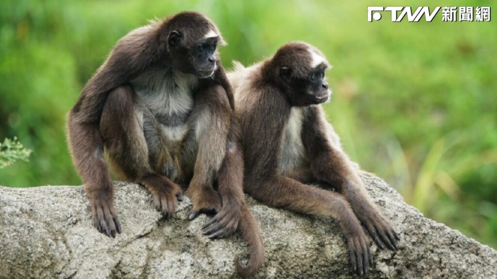 兩小時大追逃！台北動物園棕蜘蛛猴渡河越獄　園方：已麻醉捕回、非遭霸凌