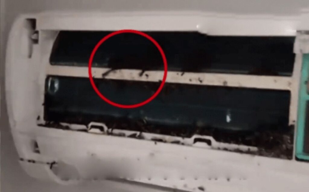 太驚悚！師傅拆洗冷氣驚見逾10隻蝙蝠「塞爆主機狂拉屎」　專家籲1防護漏洞必檢查