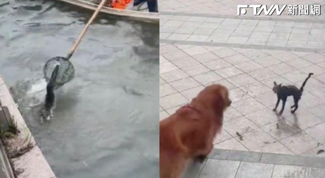 嚇死本喵！小虎斑剛被打撈上岸　下一秒撞見大狗嚇到「原地起飛」：魂都沒了