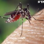 台南頻傳登革熱…已破萬例！此病「現無特效藥」　4症狀儘速就醫