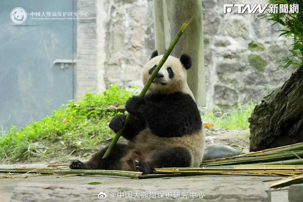 「糰子外交」劃句號?「英美澳動物園」宣布將送回貓熊 明年美國恐沒得看